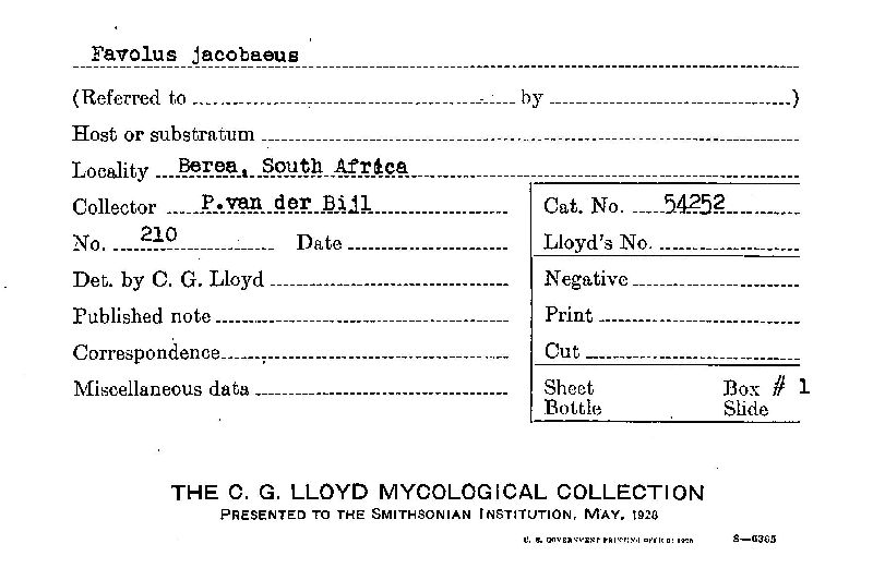 Favolus jacobaeus image