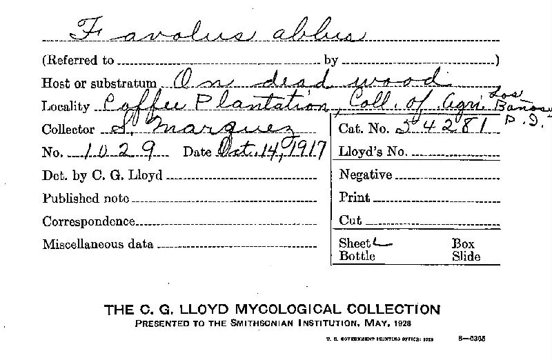 Favolus albus image