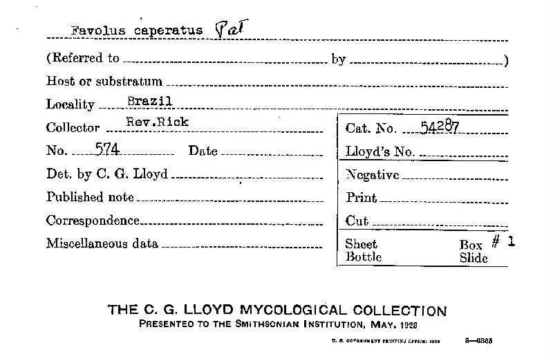 Favolus caperatus image