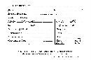 Favolus tenuiculus image