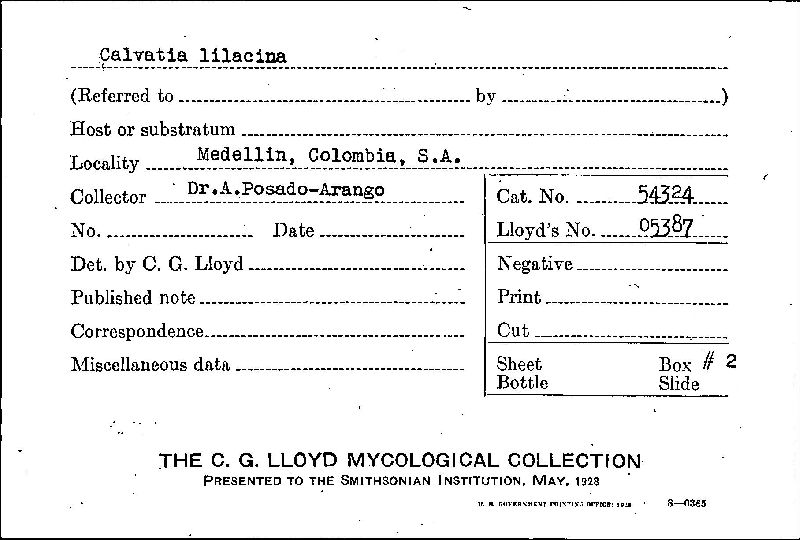 Calvatia lilacina image