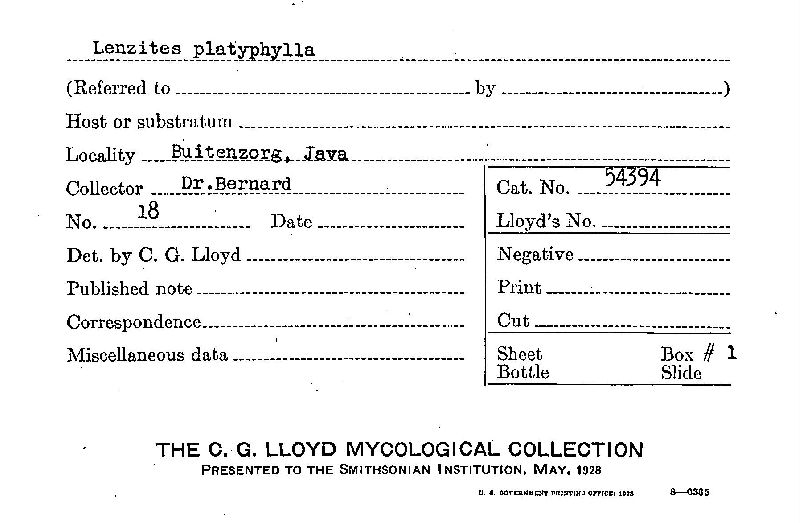 Lenzites platyphylla image