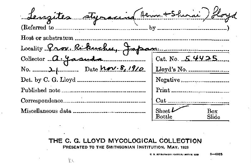 Lenzites styracina image