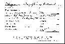 Polyporus rhizophorae image