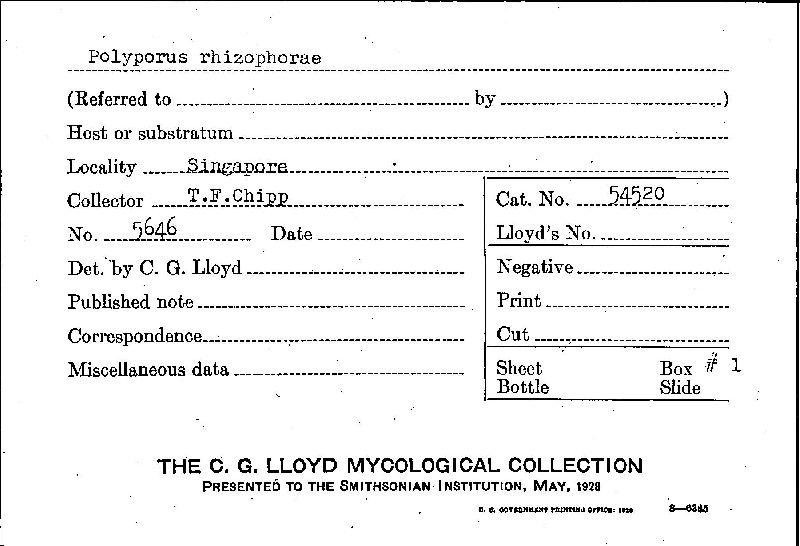 Polyporus rhizophorae image