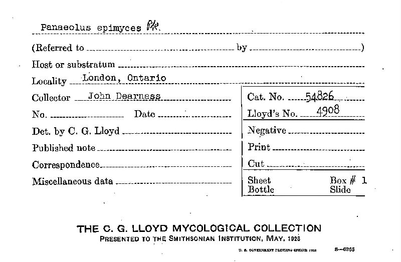 Panaeolus epimyces image