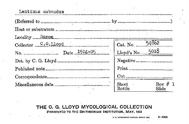 Lentinus subnudus image