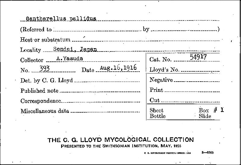 Cantharellus pallidus image