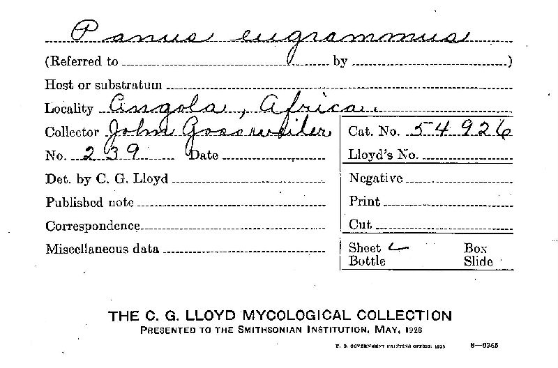 Nothopanus eugrammus image