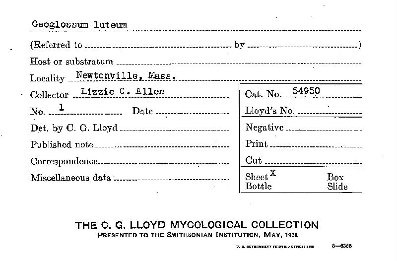 Geoglossum luteum image