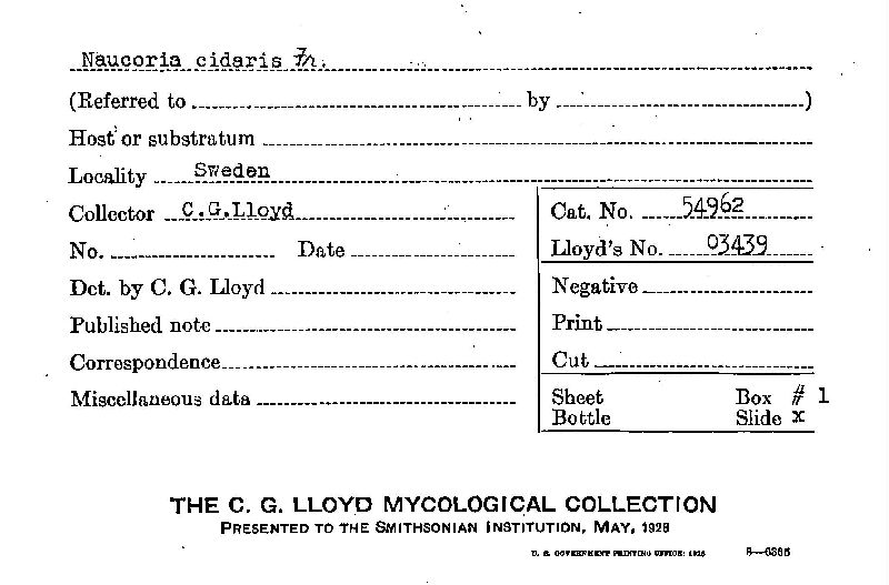 Phaeocollybia cidaris image