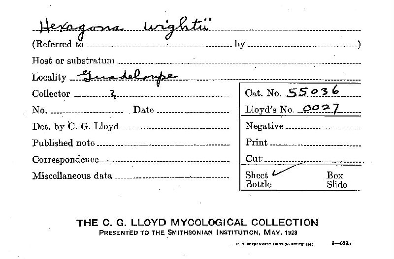 Hexagona wightii image