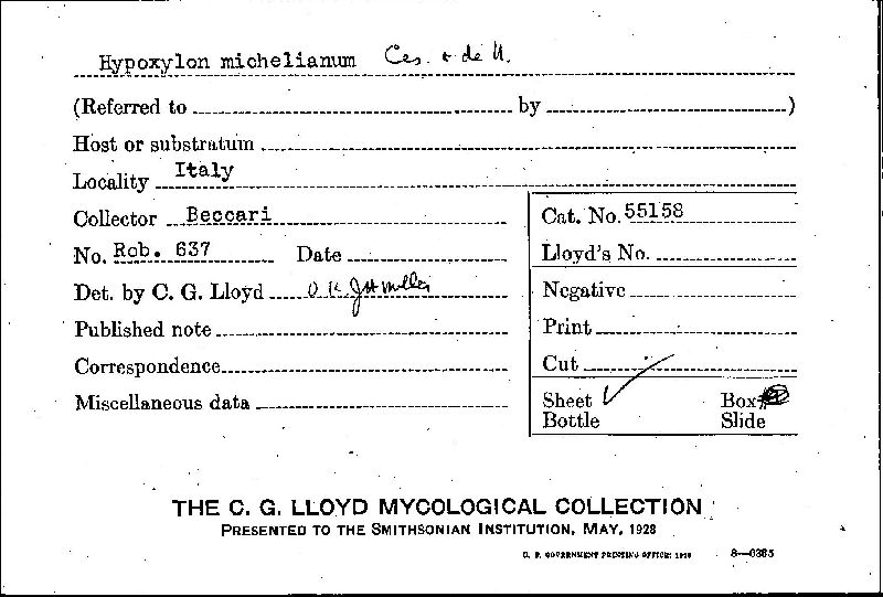 Annulohypoxylon michelianum image