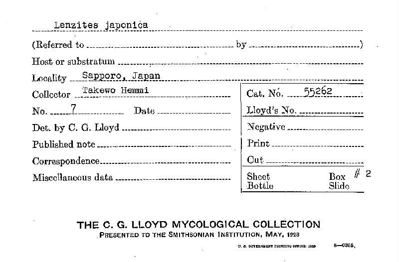 Lenzites japonica image