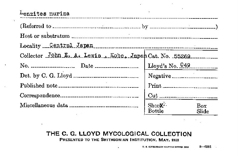 Daedalea flavida image