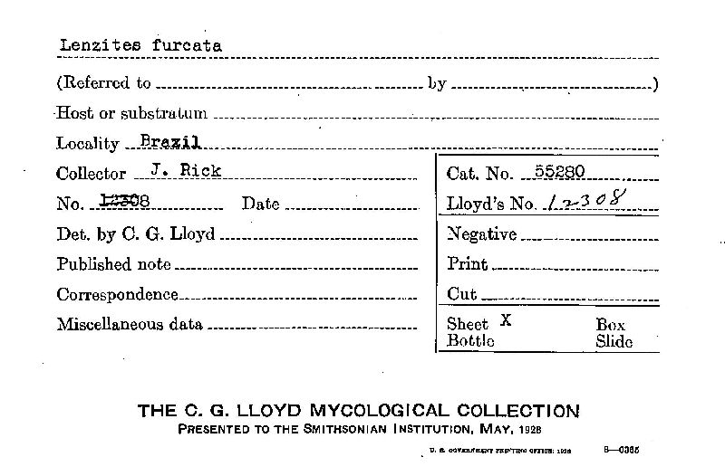 Lenzites furcata image