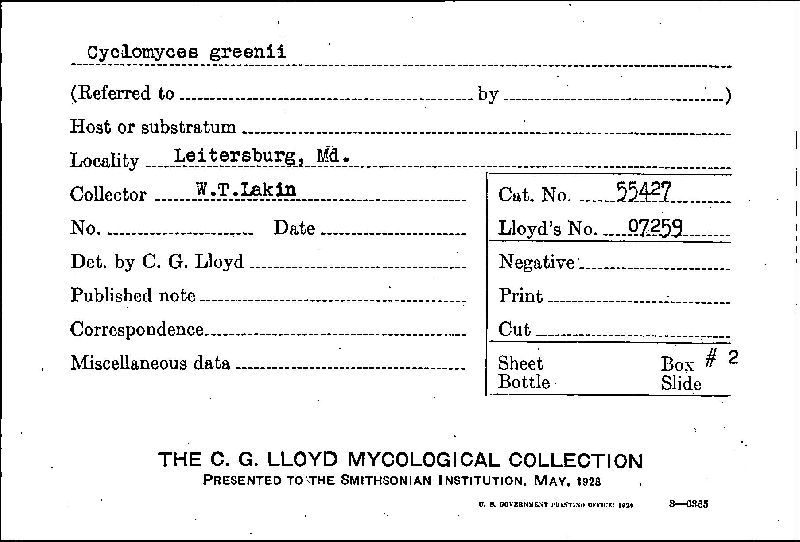 Cyclomyces greenii image