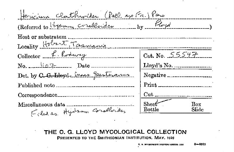 Hericium clathroides image