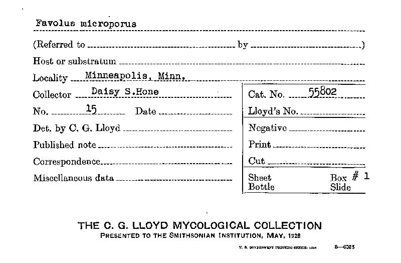 Favolus microporus image
