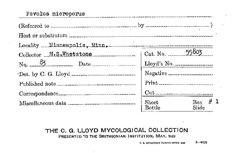 Favolus microporus image