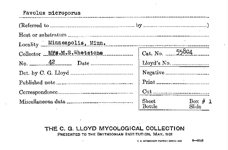 Favolus microporus image