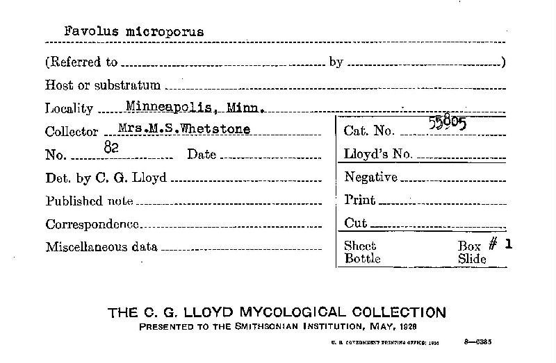 Favolus microporus image