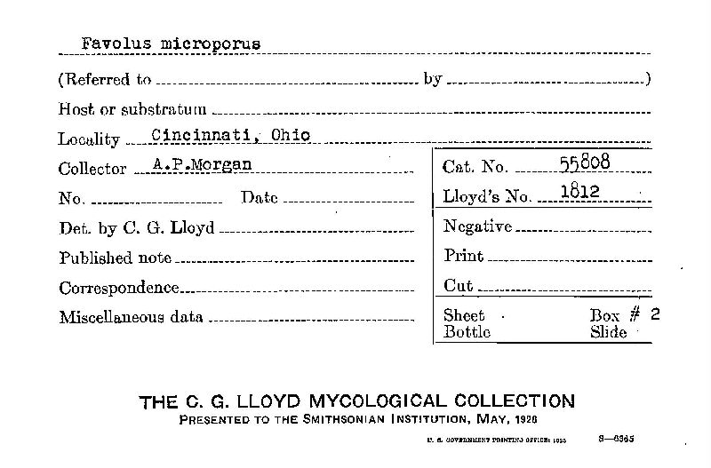 Favolus microporus image