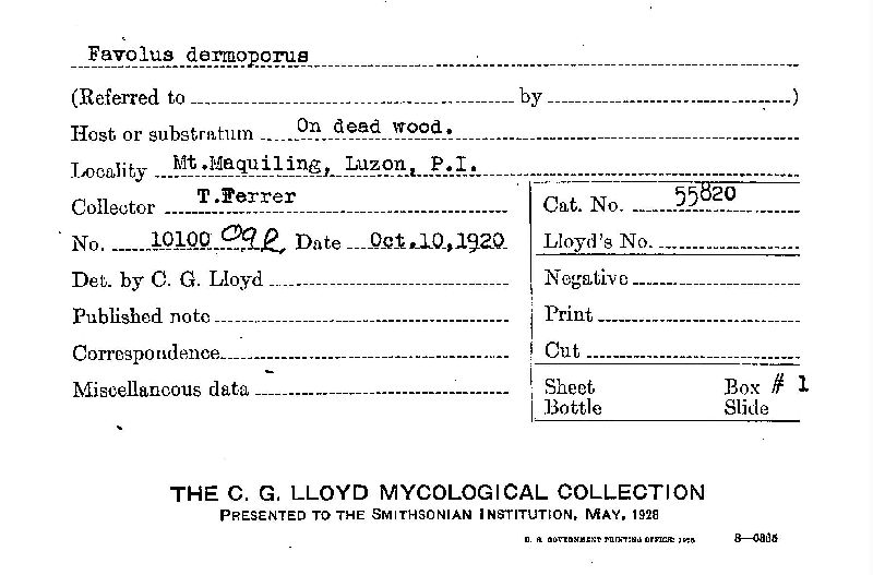 Favolus dermoporus image