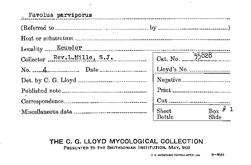 Favolus parviporus image