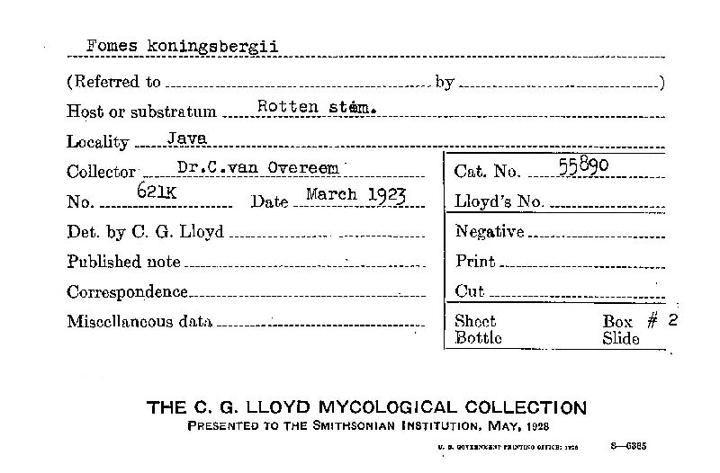 Fomes koningsbergii image