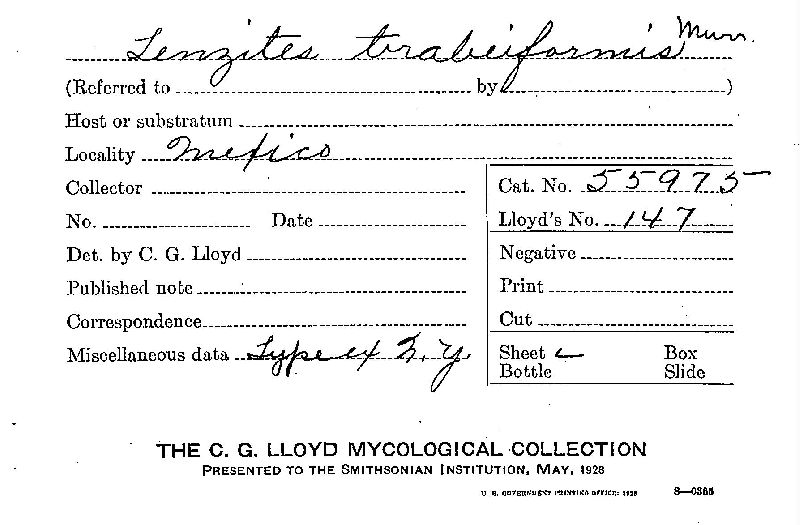 Lenzites trabeiformis image