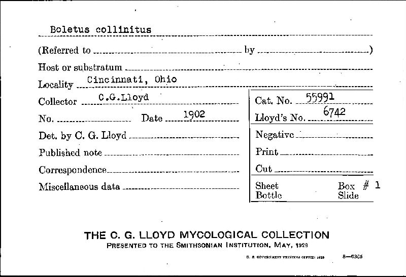 Suillus collinitus image