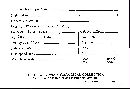 Scleroderma polyrhizum image