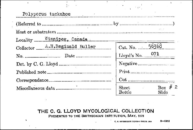 Polyporus tuckahoe image