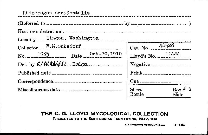 Hericium clathroides image