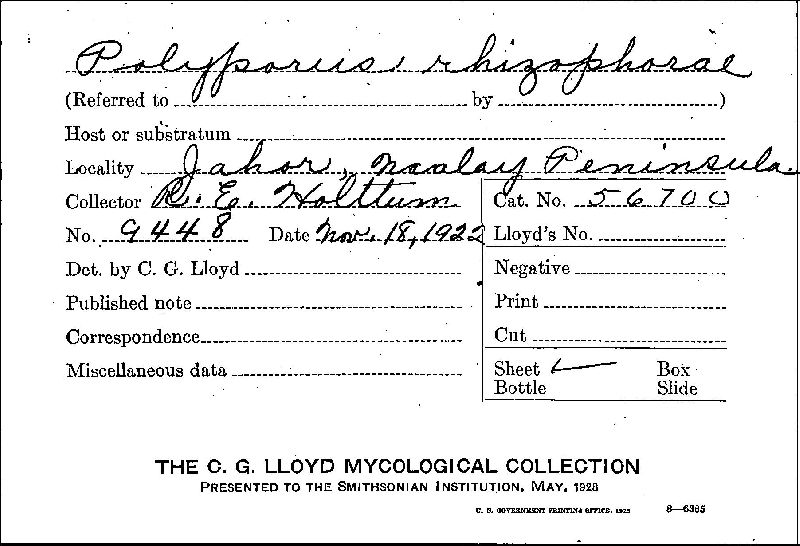 Polyporus rhizophorae image