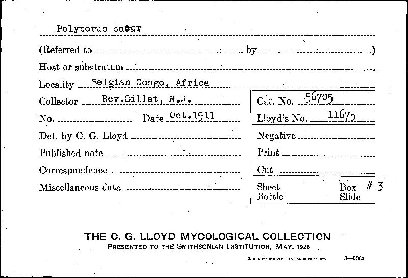 Lignosus sacer image