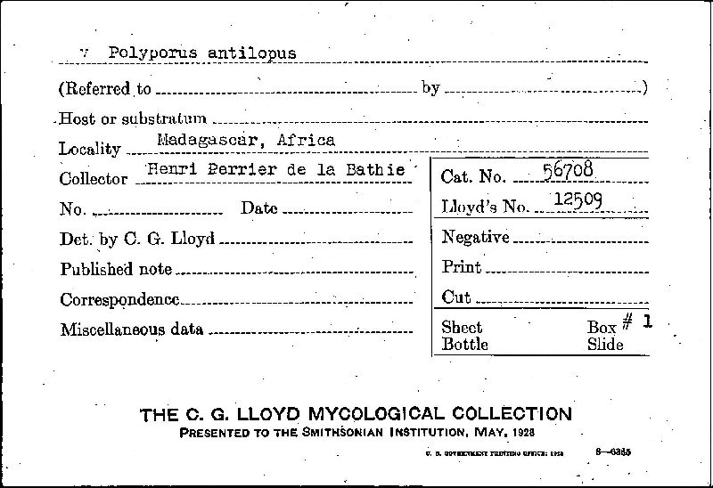 Polyporus antilopus image