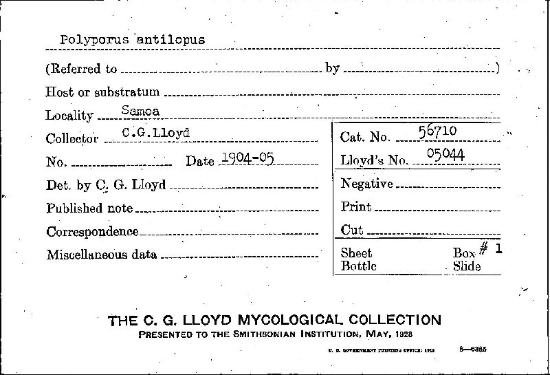 Polyporus antilopus image