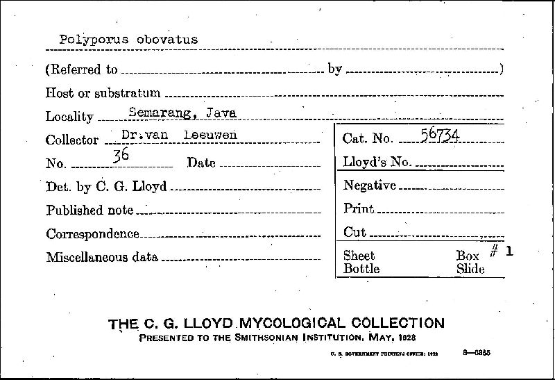 Microporellus obovatus image