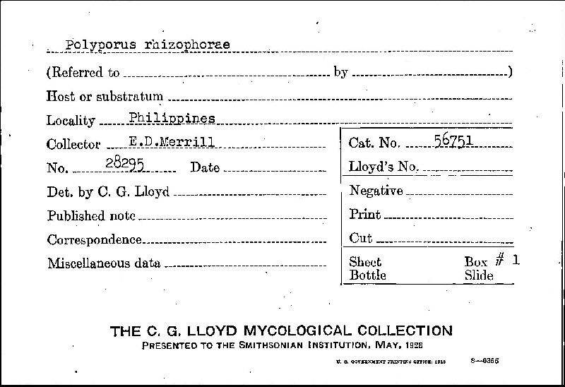 Polyporus rhizophorae image