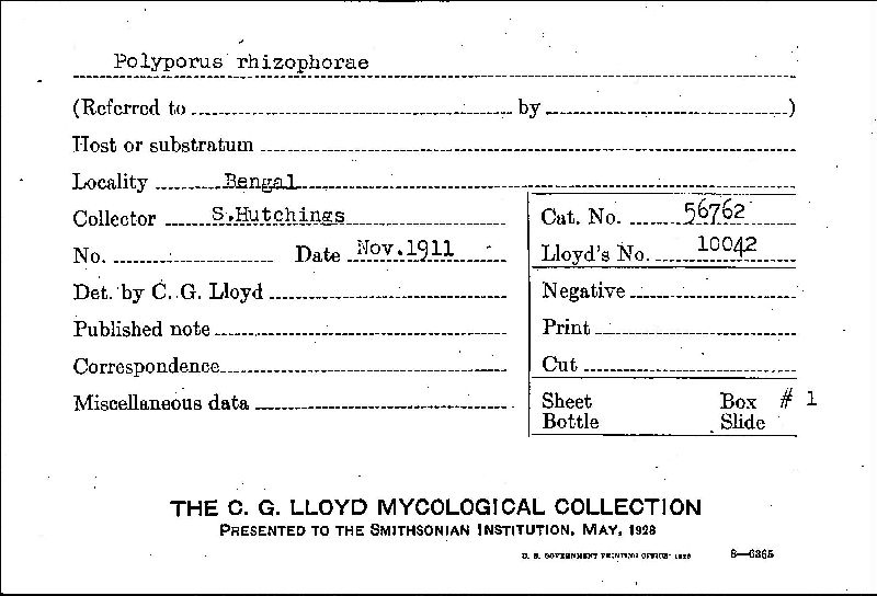 Polyporus rhizophorae image