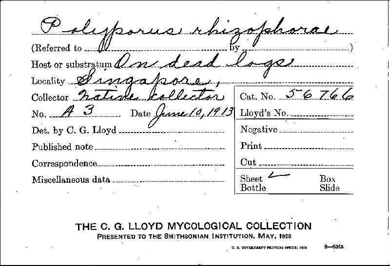 Polyporus rhizophorae image