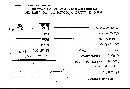 Bovista plumbea image