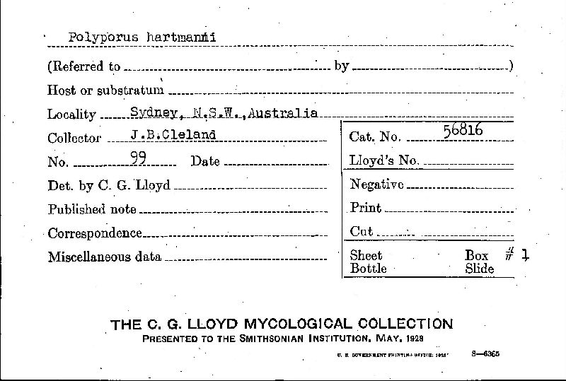 Polyporus hartmanni image