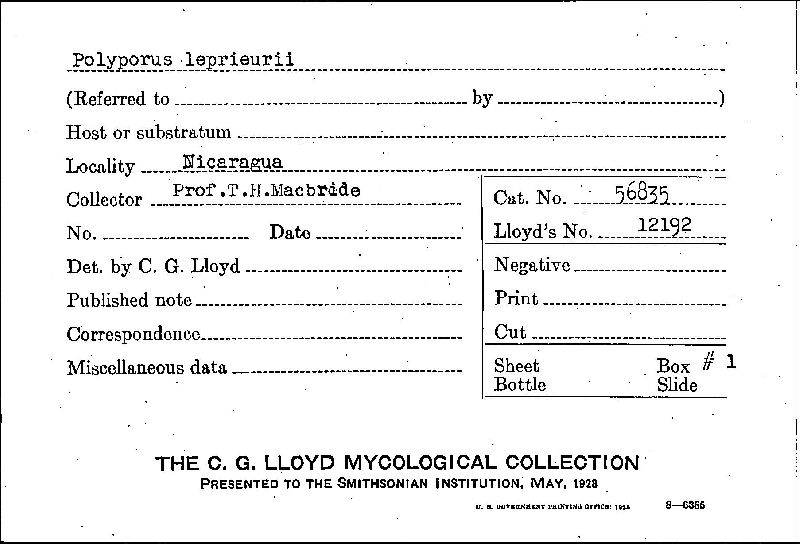 Polyporus leprieurii image