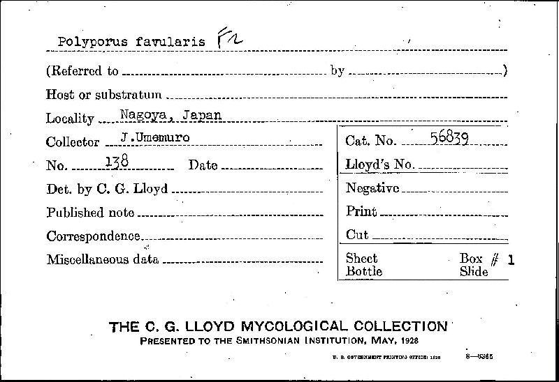 Polyporus favularis image