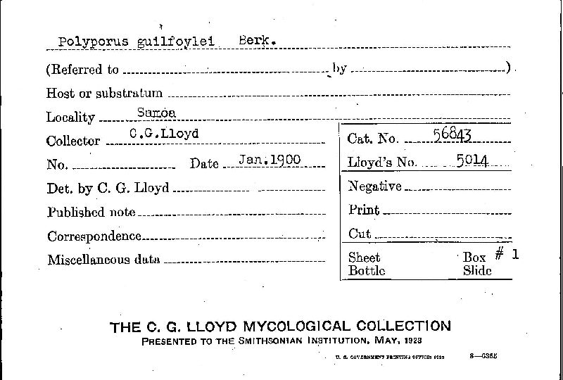 Polyporus guilfoylei image