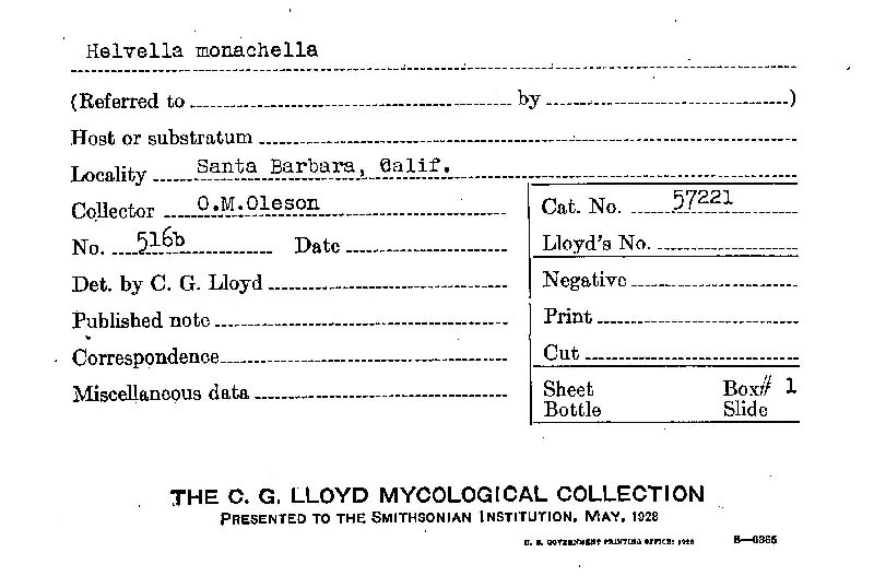 Helvella monachella image