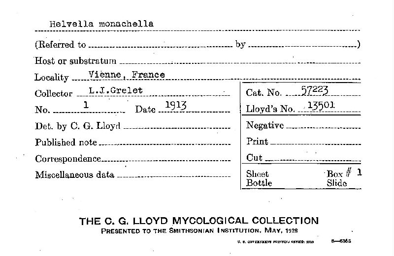 Helvella monachella image